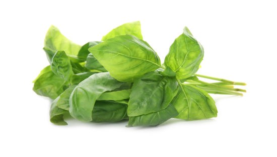 BASIL FRESH