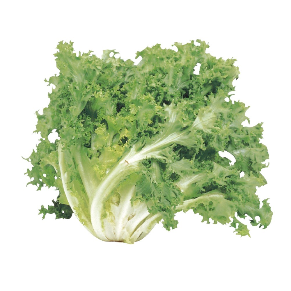 CHICORY FRESH