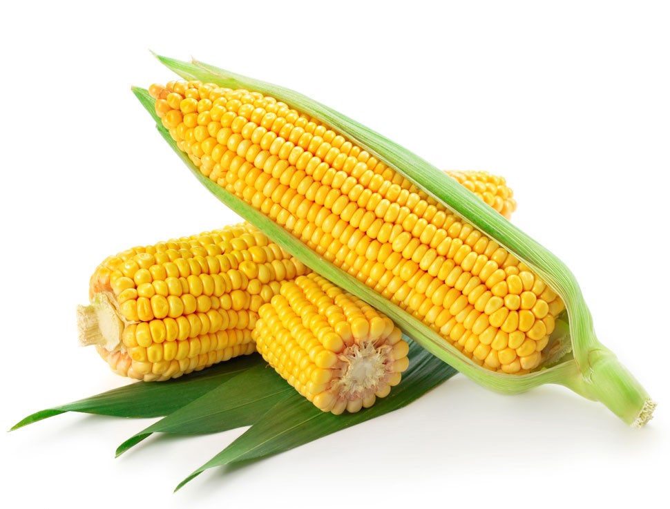 CORN ON COB FRESH