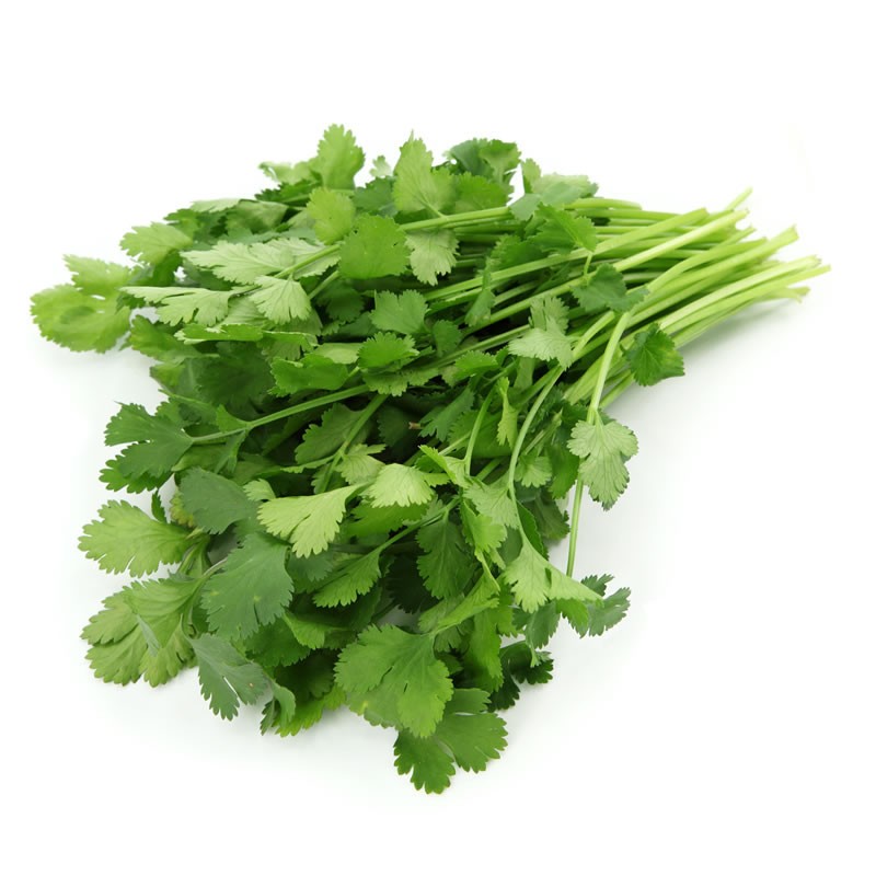 CORIANDER FRESH