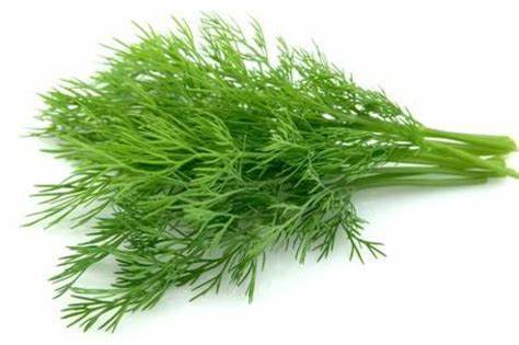 DILL FRESH