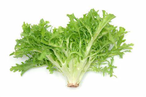 ENDIVE FRESH