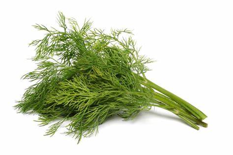 FENNEL WEED FRESH