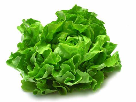 LETTUCE SALAD FRESH
