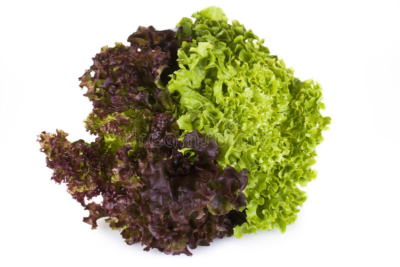 LETTUCE SUNNY FRESH