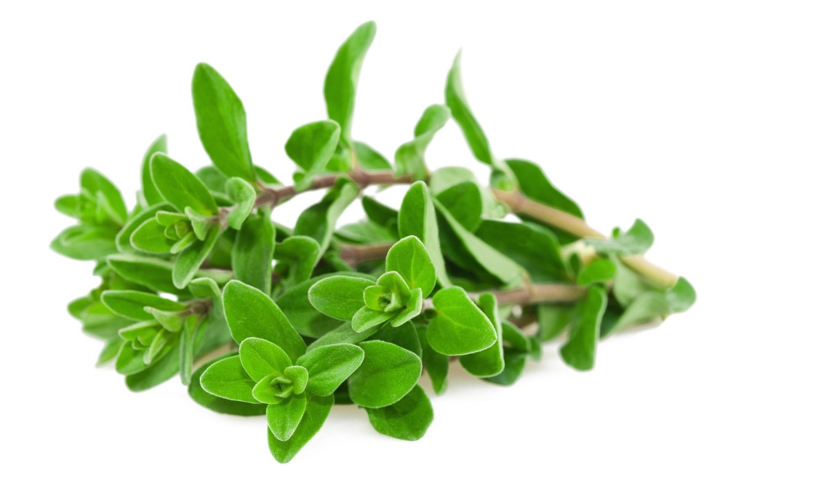 MARJORAM FRESH