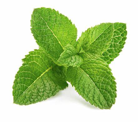 MINT LEAF FRESH