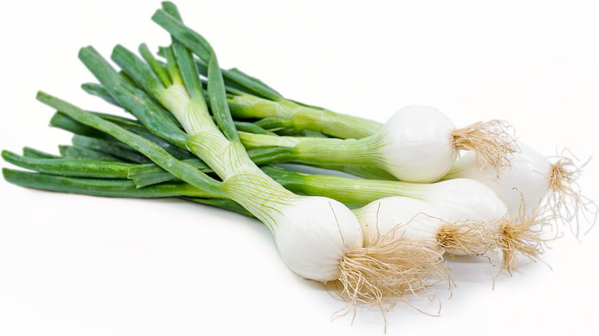 ONION SPRING FRESH