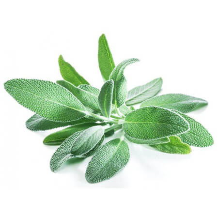 SAGE FRESH