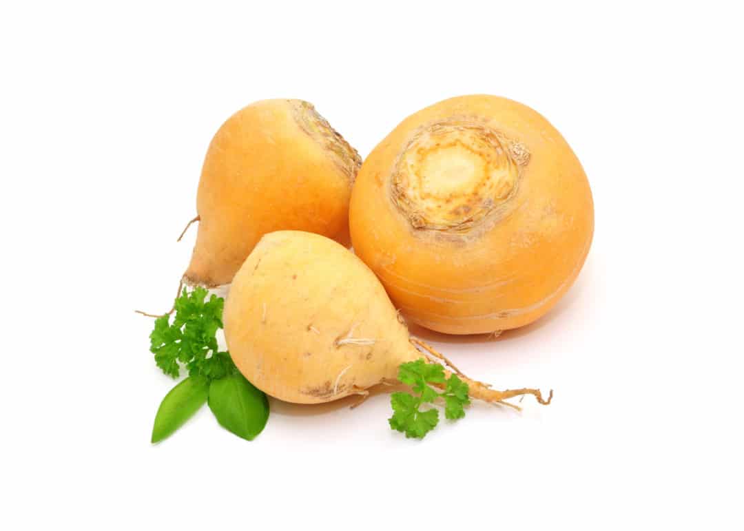 TURNIP YELLOW FRESH