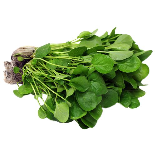 WATERCRESS FRESH