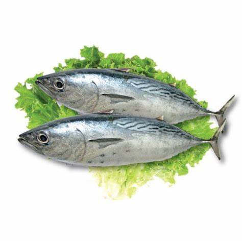 BONITO WHOLE FROZEN