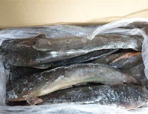 CAT FISH FROZEN