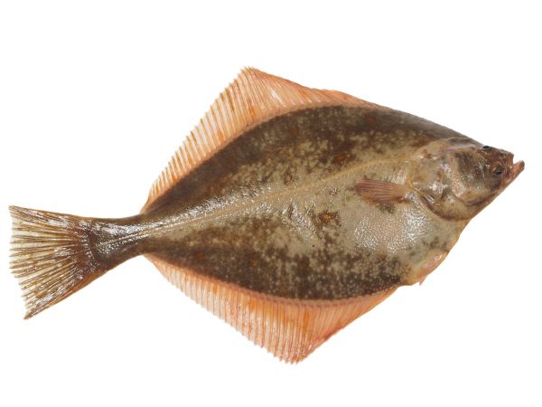 FLOUNDER WHOLE FROZEN