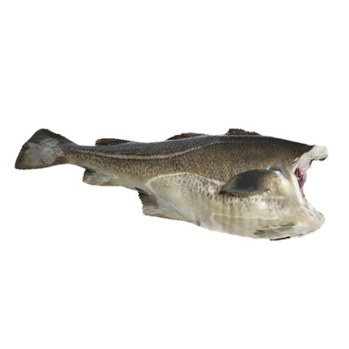 HADDOCK HEADLESS FROZEN
