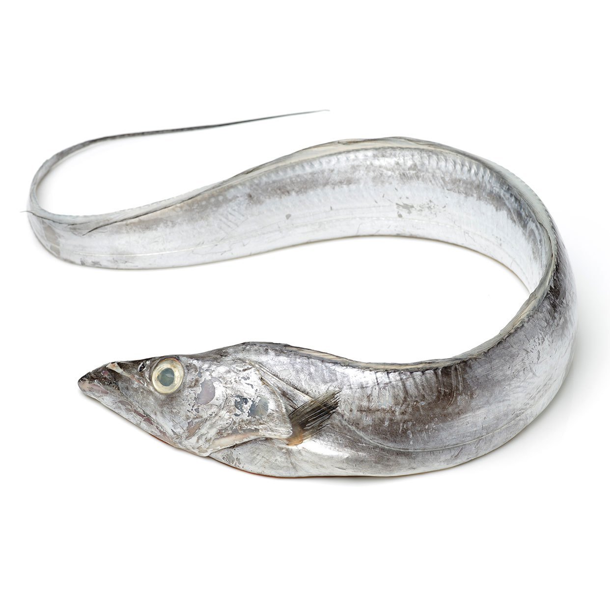 HAIR TAIL(BELT FISH, TACHIUO)