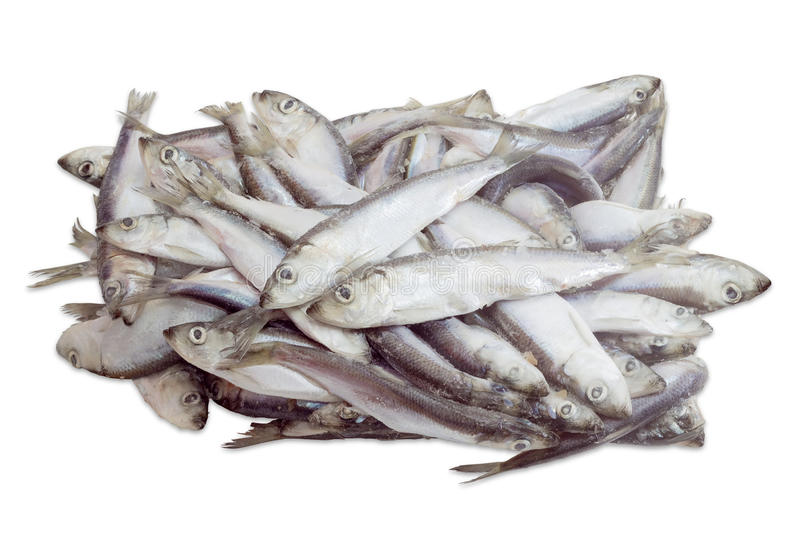 HERRING FROZEN