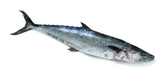 MACKEREL KING FISH FROZEN