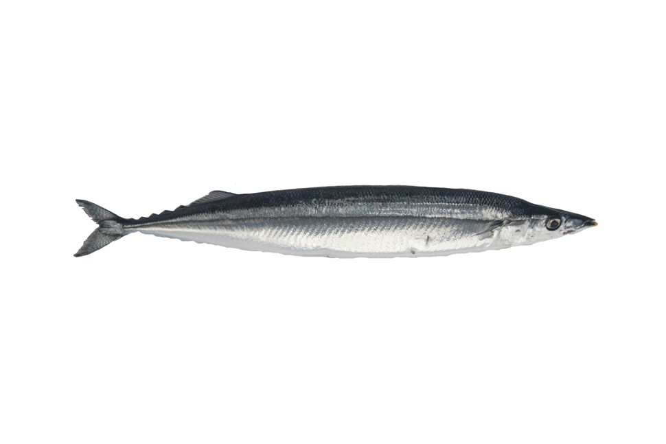 MACKEREL PIKE (SANMA) FROZEN