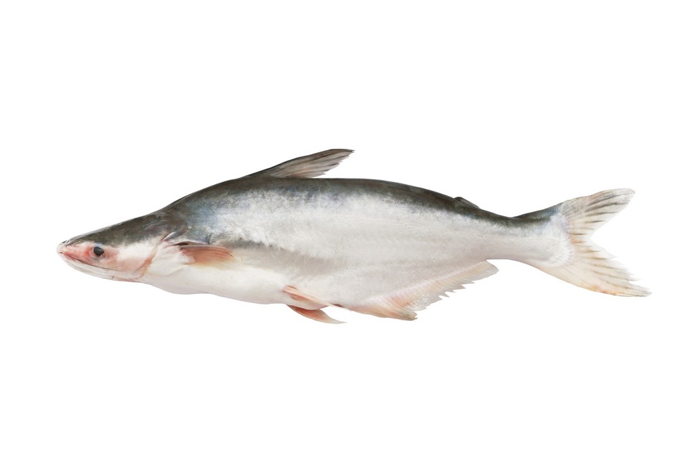 PANGASIUS FISH FILLET FROZEN
