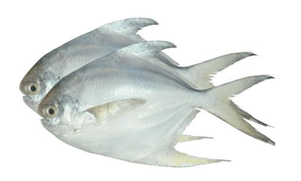 POMFRET WHOLE FROZEN