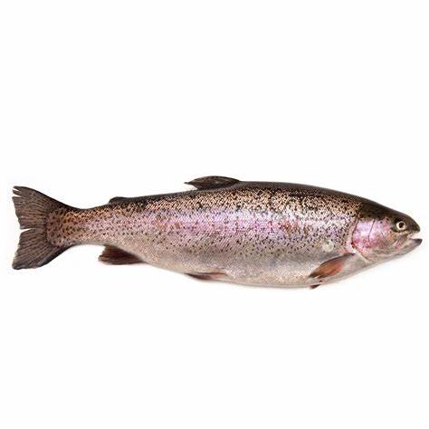 RAINBOW TROUT FROZEN
