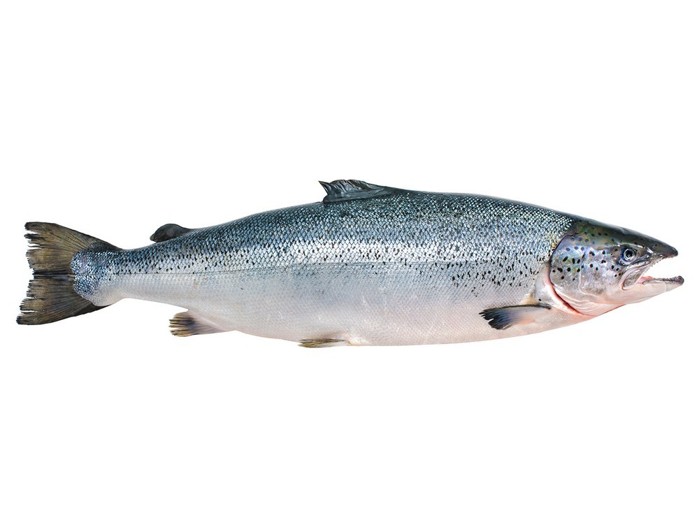 SALMON WHOLE FROZEN