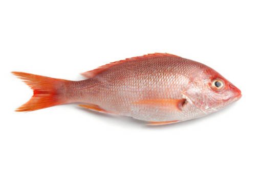 SNAPPER RED MEDIUM FROZEN