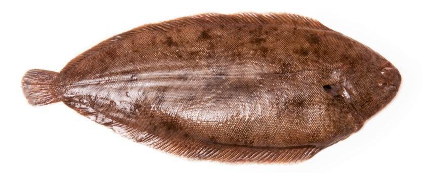 SOLE FISH FROZEN