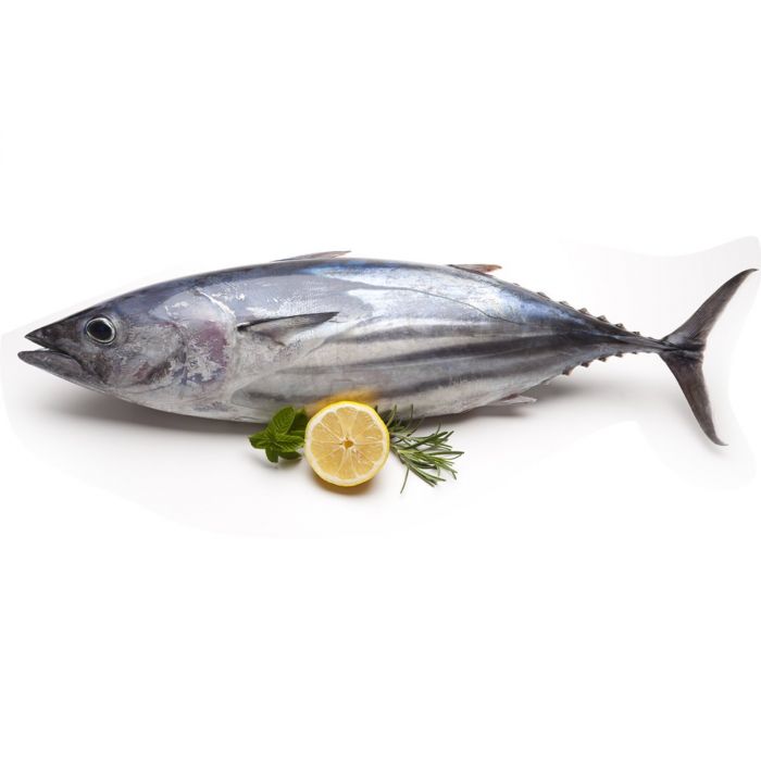TUNA FISH WHOLE FROZEN