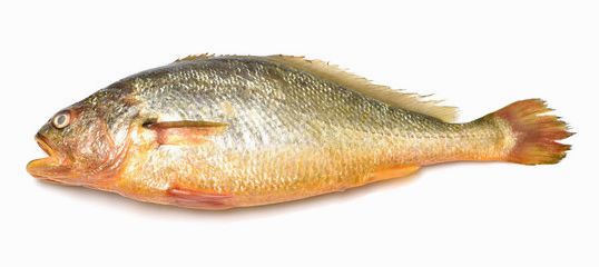 YELLOW FISH FROZEN