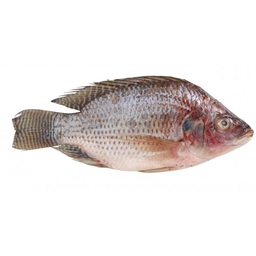 TILAPIA FROZEN
