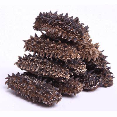 SEA CUCUMBER (TREPANG) DRIED
