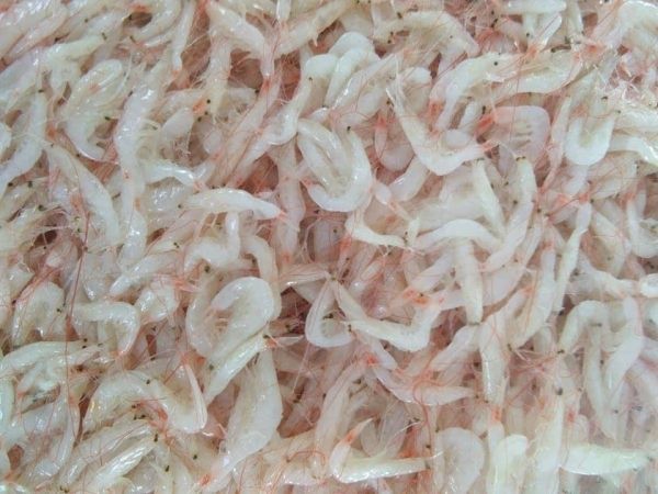 SHRIMP SALTED & FERMENTED