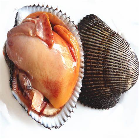 BLOODY CLAM (AKAGAI) WO SHELL