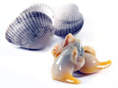 COCKLE (TORIGAI) WO SHELL