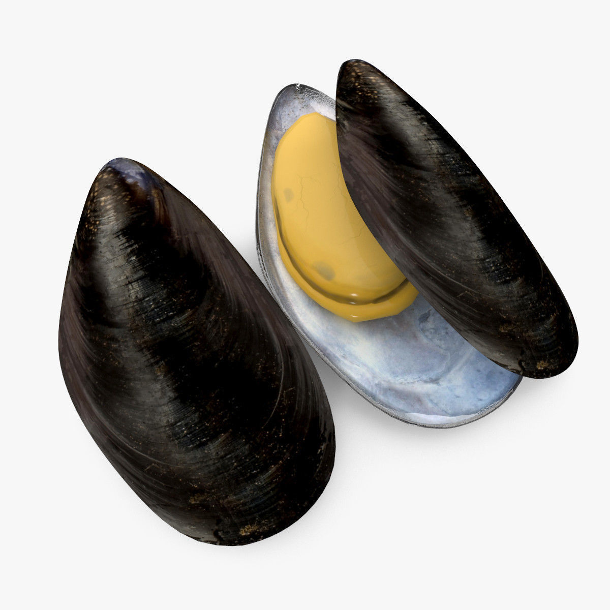 MUSSEL WITH SHELL