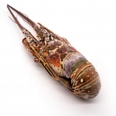 LOBSTER WHOLE FROZEN