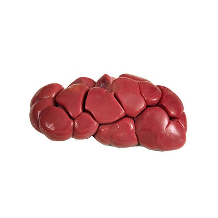BEEF KIDNEY