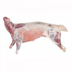 MUTTON CARCASS EVE MK UNDER