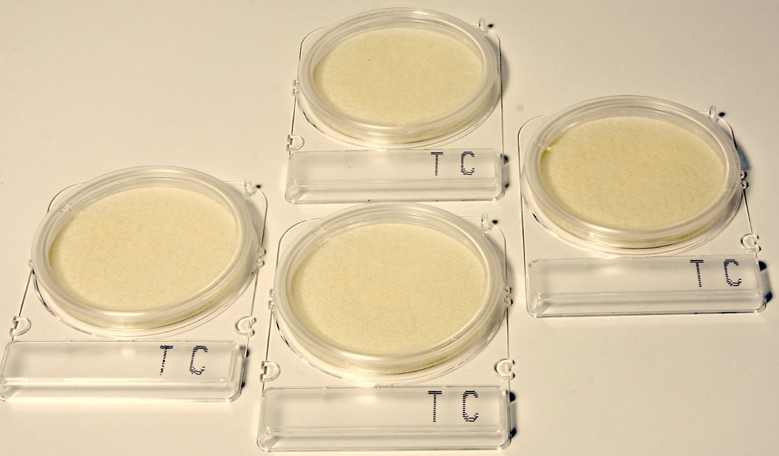 BACTERIA PLATES (40 PCS)